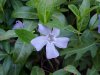 Periwinke; Myrtle (Vinca Minor)