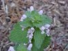 White Dead-nettle (Lamium album)