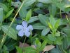 Periwinke; Myrtle (Vinca Minor)