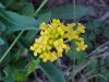 Common Wintercress (Barbarea vulgaris)