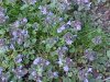 Ground Ivy; Gill-over-the-ground;  Creeping Charlie (Glechoma  hederacea)