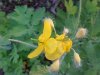 Greater Celandine; Wartweed (Chelidonium majus)