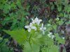 Garlic Mustard (Alliaria petiolata)