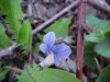 Common Blue Violet (Viola sororia)
