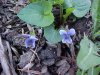 Common Blue Violet (Viola sororia)