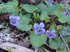 Common Blue Violet (Viola sororia)