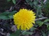 Common Dandelion (Taraxacum officinale)