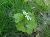 Garlic Mustard (Alliaria petiolata)