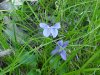 Common Blue Violet (Viola sororia)