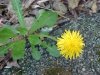 Common Dandelion (Taraxacum officinale)