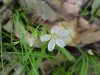 Spring Beauty (Claytonia virginica)