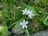 Spring Beauty (Claytonia virginica)