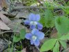 Common Blue Violet (Viola sororia)