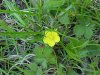 Canadian Dwarf Cinquefoil (Potentilla canadensis)