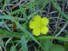 Canadian Dwarf Cinquefoil (Potentilla canadensis)