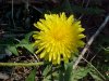 Common Dandelion (Taraxacum officinale)