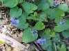 Common Blue Violet (Viola sororia)