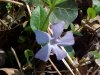 Periwinke; Myrtle (Vinca Minor)