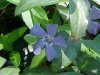 Periwinke; Myrtle (Vinca Minor)