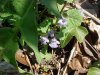 Ground Ivy; Gill-over-the-ground;  Creeping Charlie (Glechoma  hederacea)