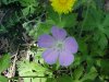 Wild Geranium; Crane's Bill (Geranium maculatum)