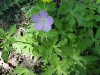 Wild Geranium; Crane's Bill  (Geranium maculatum)
