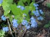 True Forget-me-not (Myosotis scorpioides)