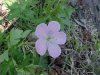 Wild Geranium; Crane's Bill  (Geranium maculatum)