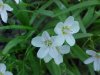 Spring Beauty (Claytonia virginica)