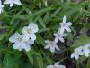 Spring Beauty (Claytonia virginica)