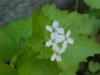 Garlic Mustard (Alliaria petiolata)