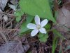 Spring Beauty (Claytonia virginica)