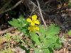 Greater Celandine; Wartweed (Chelidonium majus)