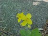 Greater Celandine; Wartweed (Chelidonium majus)