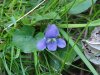Common Blue Violet (Viola sororia)
