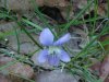 Common Blue Violet (Viola sororia)