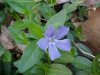 Periwinke; Myrtle (Vinca Minor)