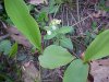 Lily-of-the-valley (Convallaria  majalis)