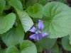 Common Blue Violet (Viola sororia)