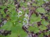Garlic Mustard (Alliaria petiolata)