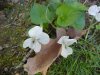 Sweet White Violet (Viola  blanda)