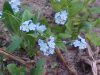True Forget-me-not (Myosotis scorpioides)