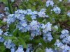 True Forget-me-not (Myosotis scorpioides)