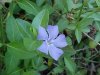Periwinke; Myrtle (Vinca Minor)