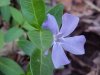 Periwinke; Myrtle (Vinca Minor)