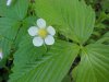 Common Strawberry (Fragaria virginiana)
