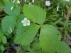 Common Strawberry (Fragaria virginiana)