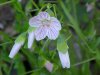 Spring Beauty (Claytonia virginica)