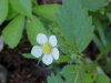 Common Strawberry (Fragaria virginiana)