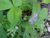 Wild Geranium; Crane's Bill (Geranium maculatum)